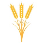 Wheat
